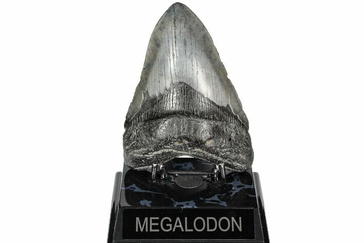 Fossil Megalodon Tooth - South Carolina #187678
